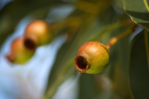 Gumnuts Art Fruit